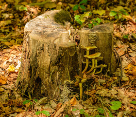 Obraz premium mushrooms on a tree stump in forest