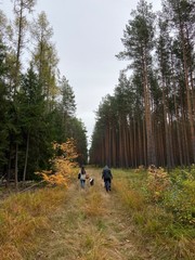 walk in the forest