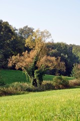 hemsbach und Waldnerturm