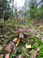 mushrooms in the forest 