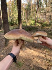 mushrooms in the forest 
