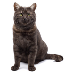 Cat isolated on white background with shadow. Black and white tortie cat with green eyes sits and looks at camera. Copyspace. Studio photo.