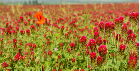 Obraz na płótnie Canvas field of red clover with one corn poppy flower