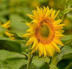 sunflower in a field with bees on it