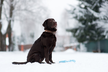 Brown Labrador on a snowy alley in winter