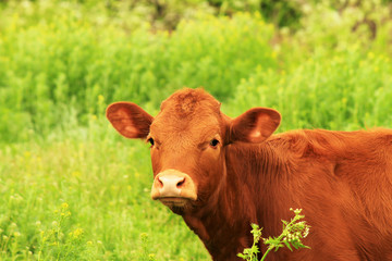 A young brown cow, a beautiful bull grazes on a farm among the green grass in the summer. Big red...