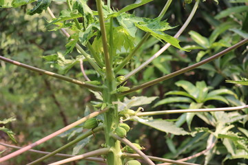 organic green papaya or flower on tree
