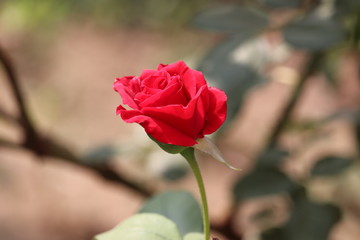 Beautiful red rose on the rose garden in meadow in a garden