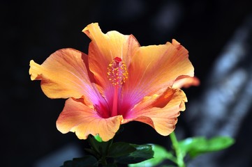 Hibiskus © Jutta Adam