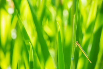 稈に留まるキイトトンボ