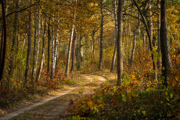 Leśna droga jesienią, złote kolory liści  - obrazy, fototapety, plakaty