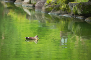 新緑の池のカルガモ