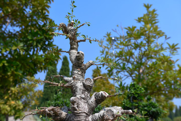 Fototapeta premium beautiful bonsai tree in the garden on daylight