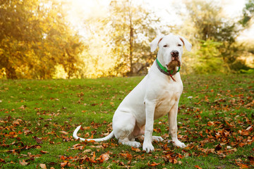 Dogo argentino sitting on grass in autumn park near red leaves. Canine background