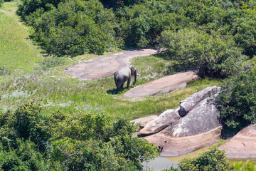 A big Indian elephant (Elephas maximus) walks through a meadow next to water and trees in Kumana...
