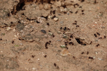 ants nest home in spring - grace