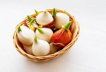 Tulip bulbs with sprouts in a wicker basket on a white background. Close-up.