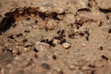 ants nest home in spring - sand