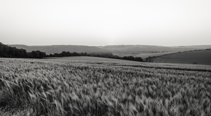 Champs au coucher du soleil