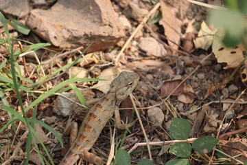 yellow chameleon in spring