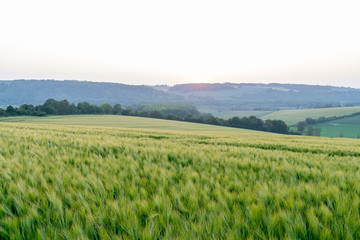 Fototapeta premium Champs au coucher du soleil