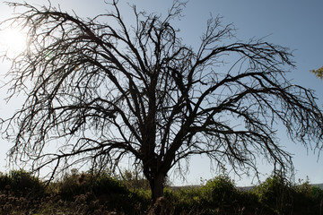 Withered tree in nature with blue sky and sun in Spain.