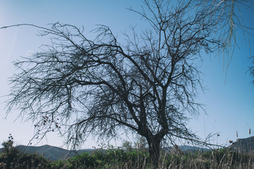Withered tree in nature with blue sky and sun in Spain.