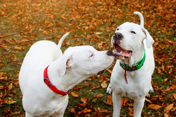 Two dogo argentino play on grass in autumn park. Canine background