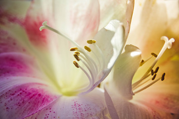 Amaryllis flower stamens and pestle closeup. beautiful Amaryllis flowers