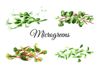 Microgreen spruits set. Vegan and healthy eating concept. Seed Germination. Hand drawn watercolor illustration, isolated on white background