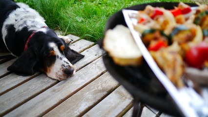 Głodny pies rasy Basset Hound patrzy na grill z warzywami, chlebem, kurczakiem i mięsem. W tle...