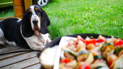 Głodny pies rasy Basset Hound patrzy na grill z warzywami, chlebem, kurczakiem i mięsem. W tle zieleń, trawa, krajobraz wakacyjny, urlopowy. Taras domku letniskowego. - obrazy, fototapety, plakaty
