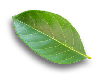 Fototapeta na wymiar Green Leaves on a white background.