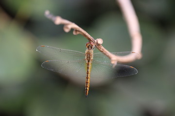 dragonfly perched on a tree stump