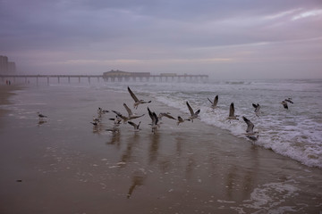 Seagulls take to flight from the beach at Daytona Beach, Florida