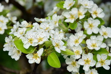 Birnenblüten - Birnbaumblüte in Südtirol