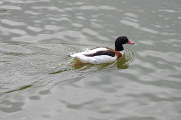 duck in water