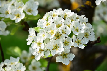 Birnenblüten - Birnbaum - Birnbaumblüte im Frühling in Südtirol