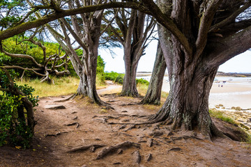 Several old cypress trees on the GR34 coastal path on Ile-Grande island in Brittany, France.