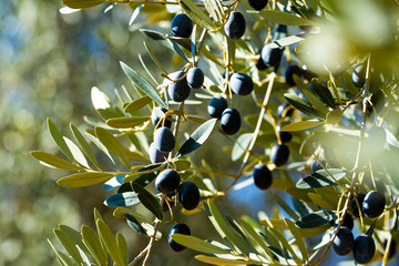 Olive tree branches on sky background