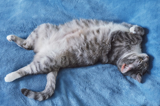 Funny cat sleeping on his back in a blue bed