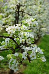 Birnenblüte - Birnenblüten in der Morgensonne - Birnenbaum