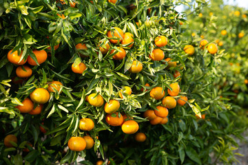 Ripe tangerines on a branch in the garden