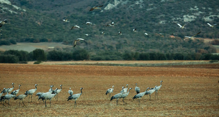 Fototapeta na wymiar Common cranes on Gallocanta Lake in Aragon, Spain