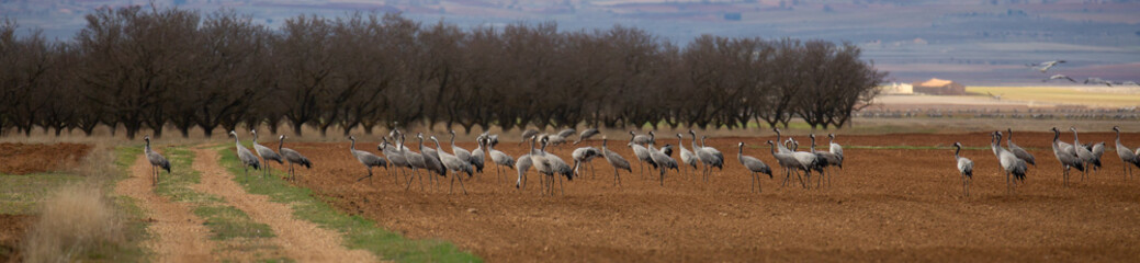 Obraz na płótnie Canvas Common cranes in Laguna de Gallocanta, Aragon, Spain