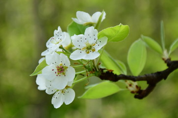 Obraz premium Birnenblüte - Birnenblüten in der Morgensonne - Birnenbaum