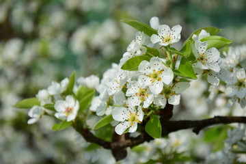 Birnenblüte - Birnenblüten in der Morgensonne - Birnenbaum