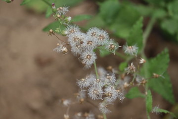close up white flowers in the spring