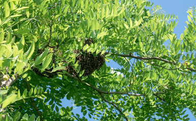 Fototapeta premium Swarming bees. Formation of a new colony (family) bees on a branch of a Black locust tree. Swarm of honey bees.
