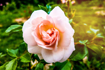 Blooming Pink roses and buds on a bush in the garden.